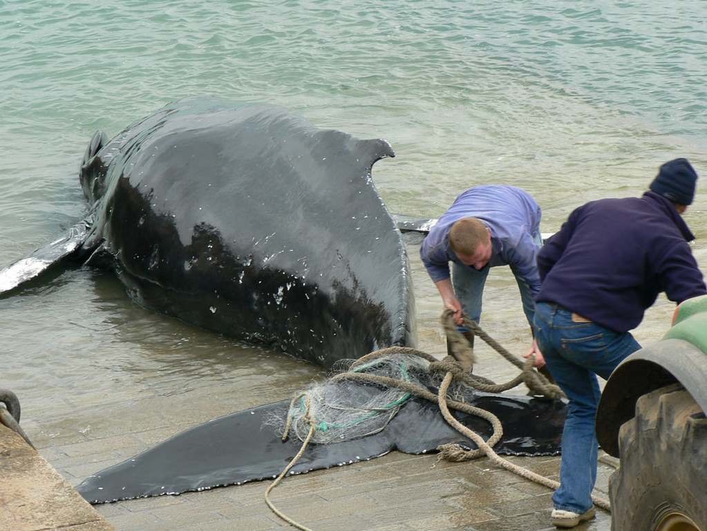 2009 02 16 Baleine juvénile à Omonville la Rogue