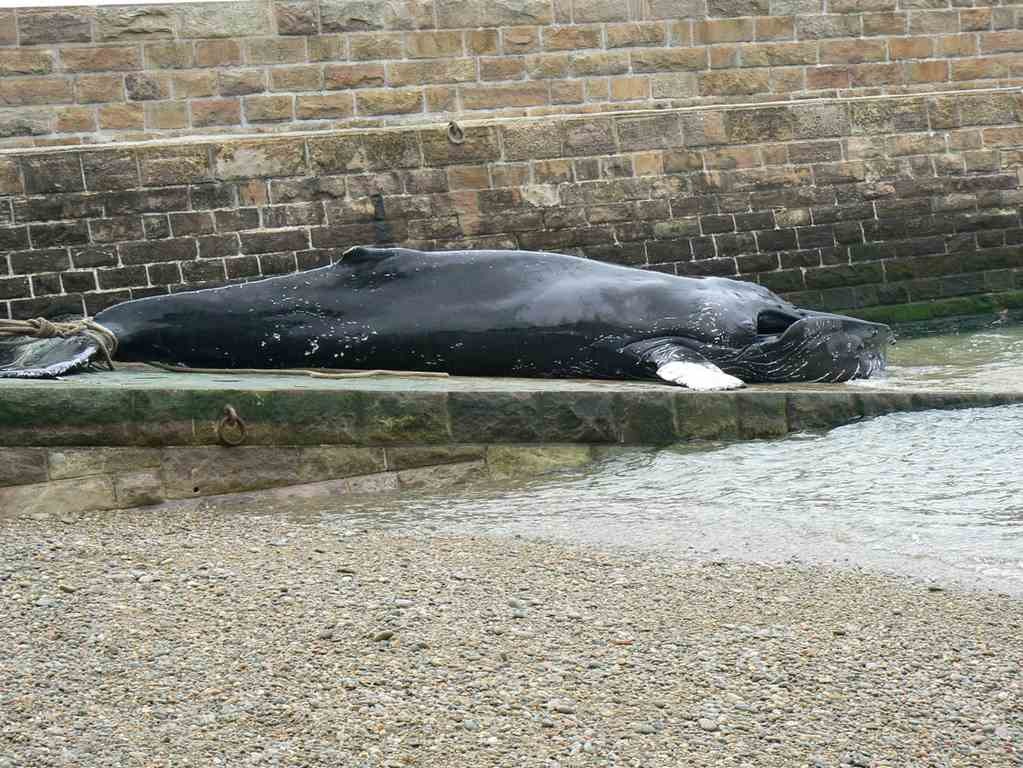2009 02 16 Baleine juvénile à Omonville la Rogue