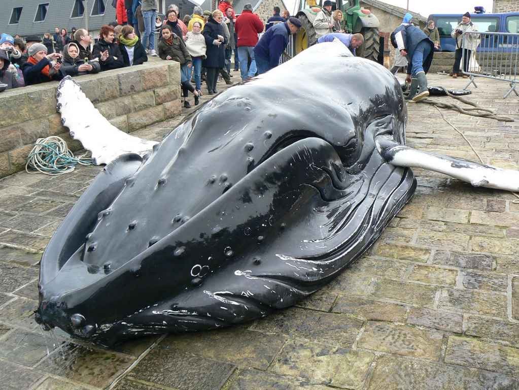 2009 02 16 baleine omonville la rogue 3 