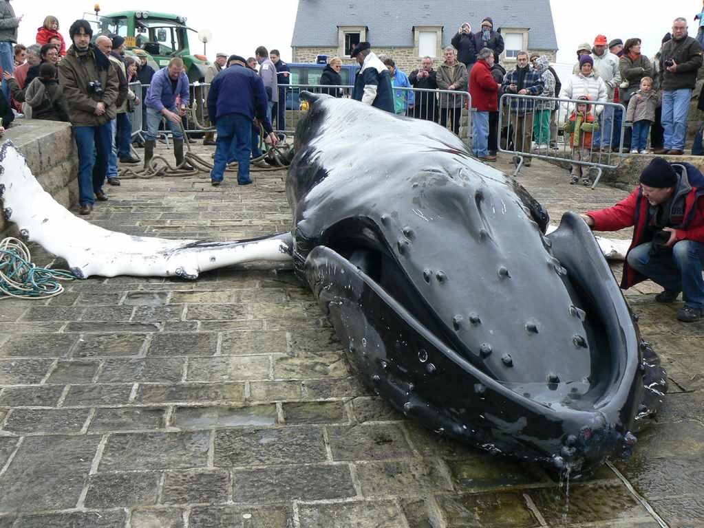 2009 02 16 baleine omonville la rogue 4 