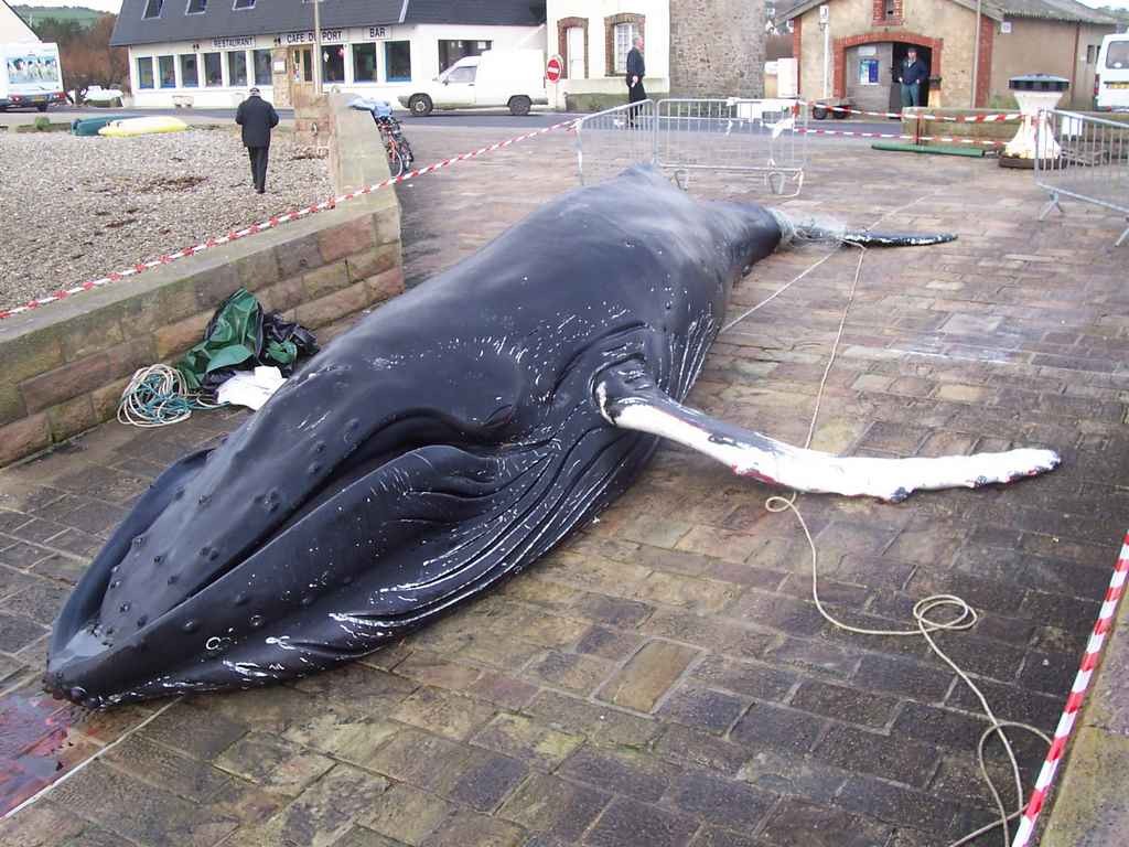 2009 02 16 baleine omonville la rogue 5 