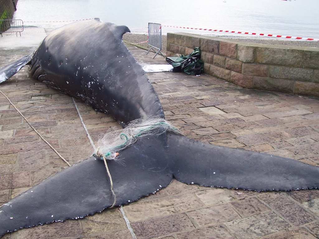 2009 02 16 baleine omonville la rogue 6 