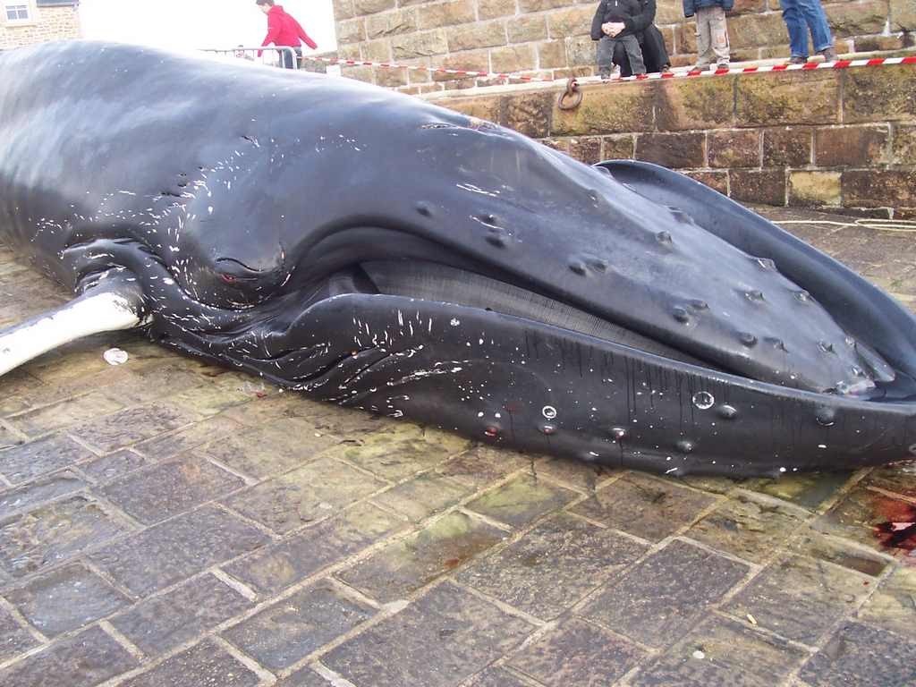 2009 02 16 baleine omonville la rogue 8 