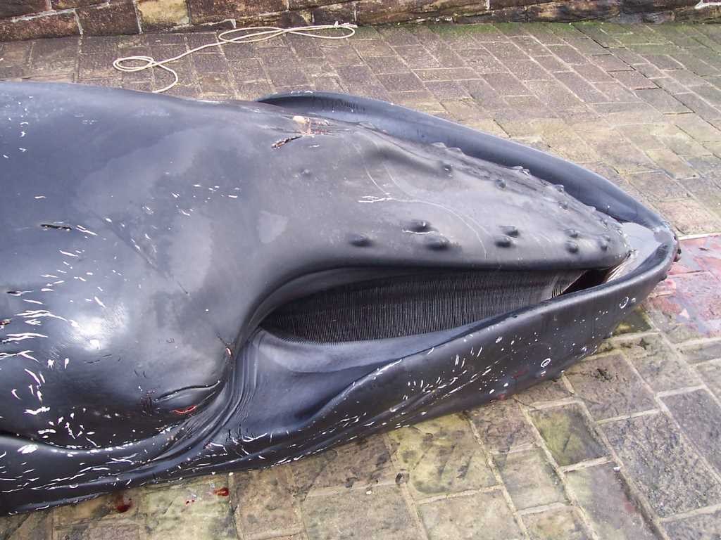 2009 02 16 baleine omonville la rogue 7 