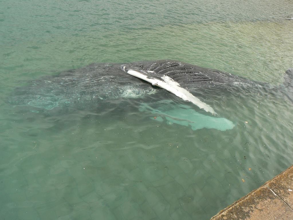 2009 02 16 baleine omonville la rogue